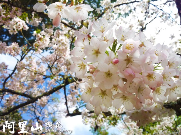 阿里山櫻花季櫻花盛開的花況